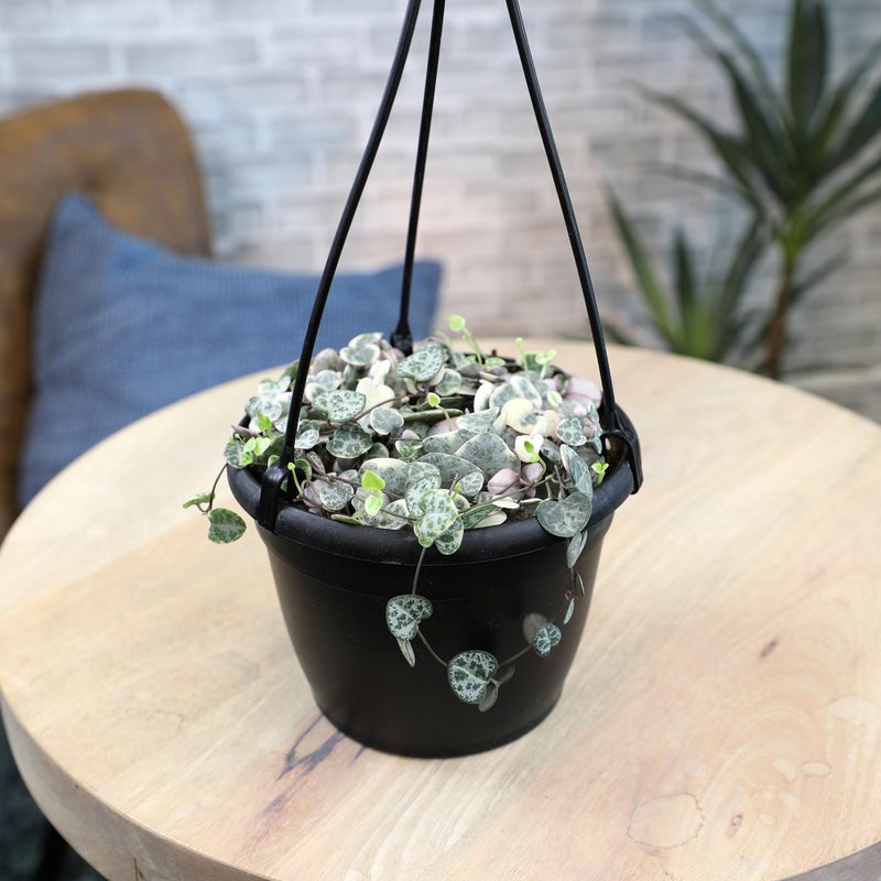 Plants for Pets Variegated String of Hearts Hanging Basket, Ceropegia linearis Woodii, String of Hearts Plant Live Succulents Plants Live Houseplants, House Plants Indoors Live Indoor House Plants by Plants for Pets - Image 2