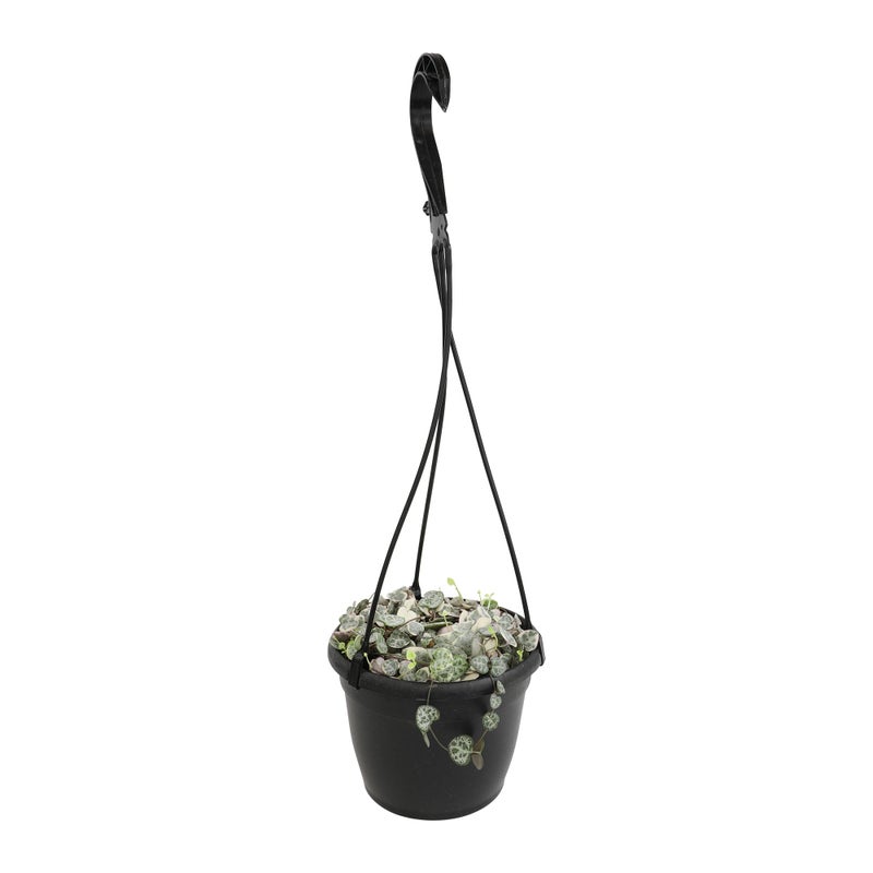 Plants for Pets Variegated String of Hearts Hanging Basket, Ceropegia linearis Woodii, String of Hearts Plant Live Succulents Plants Live Houseplants, House Plants Indoors Live Indoor House Plants by Plants for Pets - Image 3