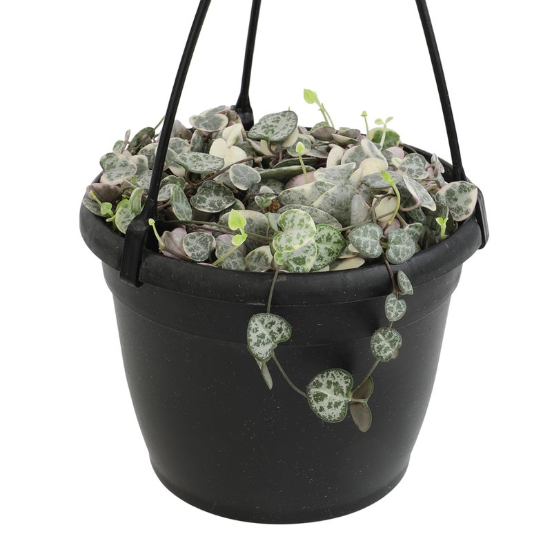 Plants for Pets Variegated String of Hearts Hanging Basket, Ceropegia linearis Woodii, String of Hearts Plant Live Succulents Plants Live Houseplants, House Plants Indoors Live Indoor House Plants by Plants for Pets - Image 1