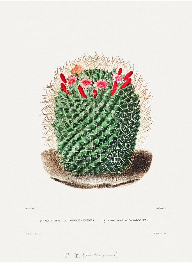 Generic - Pincushion Cactus (Botanical Lithograph for French Botanist Charles Antoine Lemaire) A4 A3 A2 Hi-Res Giclée Art Print, also available Framed - Image 1
