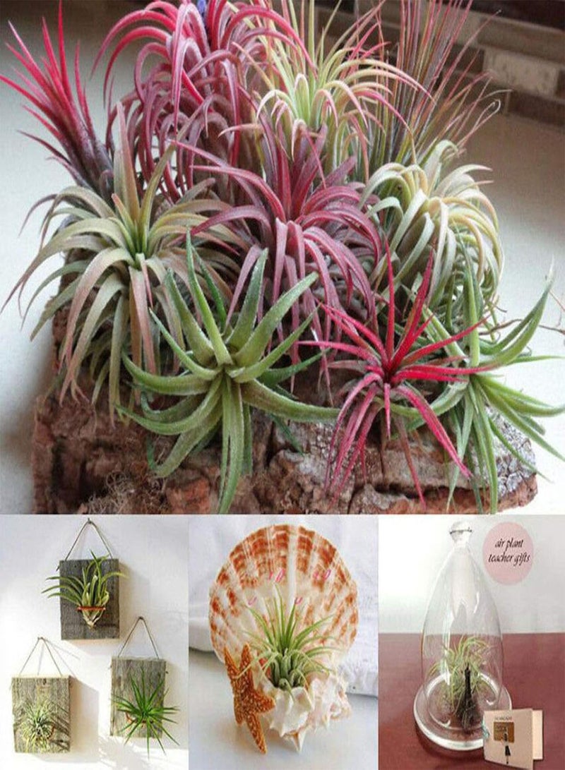 جي جوت 200 قطعة من بذور تيلاندسيا النادرة، نباتات زينة للحديقة أو المكتب أو ديكور بونساي - بذور تيلاندسيا - Image 5