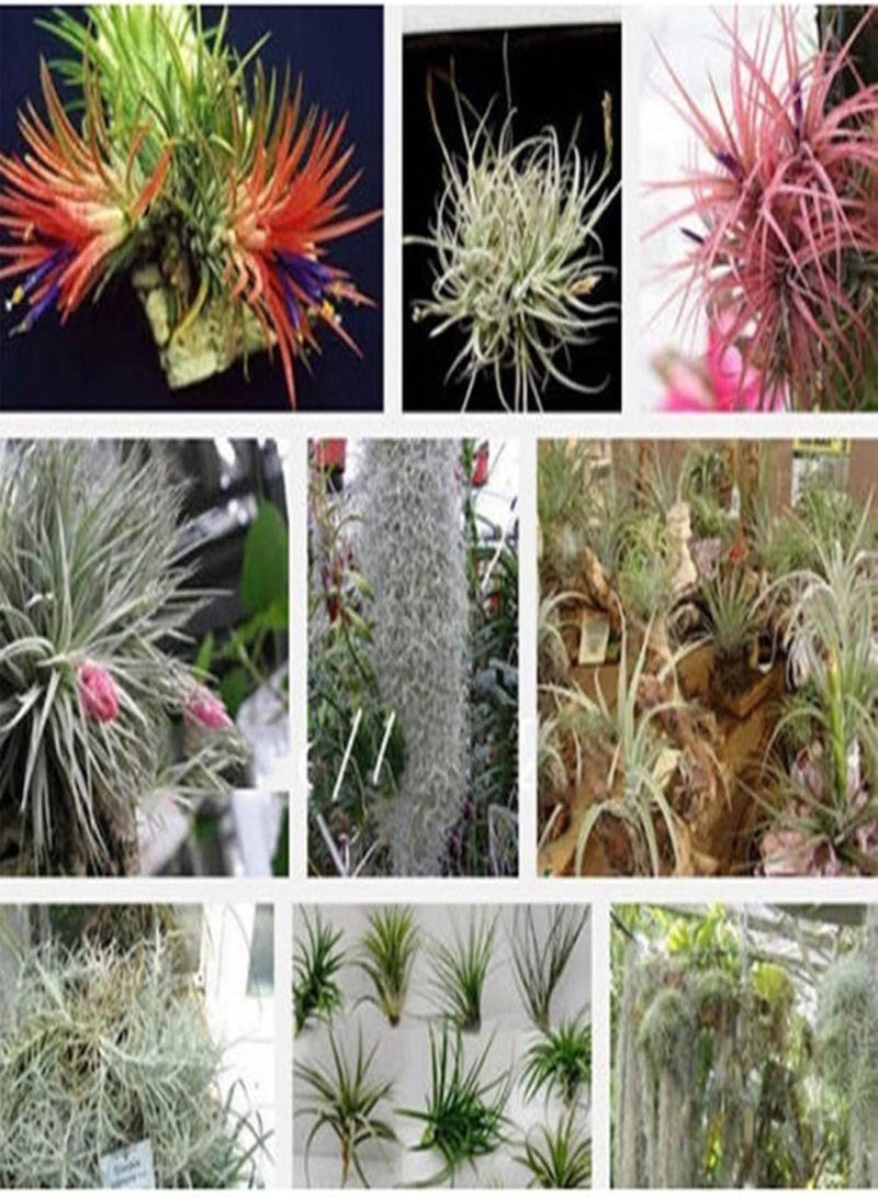 جي جوت 200 قطعة من بذور تيلاندسيا النادرة، نباتات زينة للحديقة أو المكتب أو ديكور بونساي - بذور تيلاندسيا - Image 2