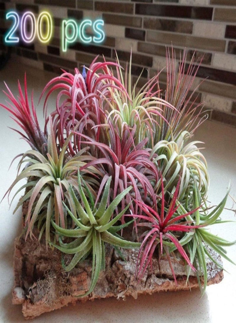 جي جوت 200 قطعة من بذور تيلاندسيا النادرة، نباتات زينة للحديقة أو المكتب أو ديكور بونساي - بذور تيلاندسيا - Image 1