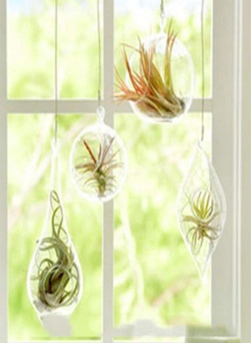 جي جوت 200 قطعة من بذور تيلاندسيا النادرة، نباتات زينة للحديقة أو المكتب أو ديكور بونساي - بذور تيلاندسيا - Image 3