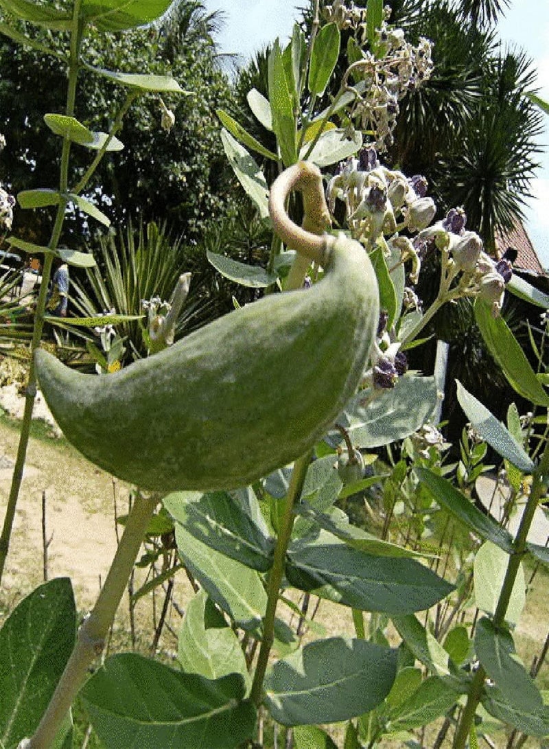 GGOOT 10Pcs/Bag Calotropis Gigantea Seeds Non-GMO Flowering Compact High Germination Giant Milkweed Seeds for Yard Plant Garden Seeds Calotropis gigantea Seeds - Image 4