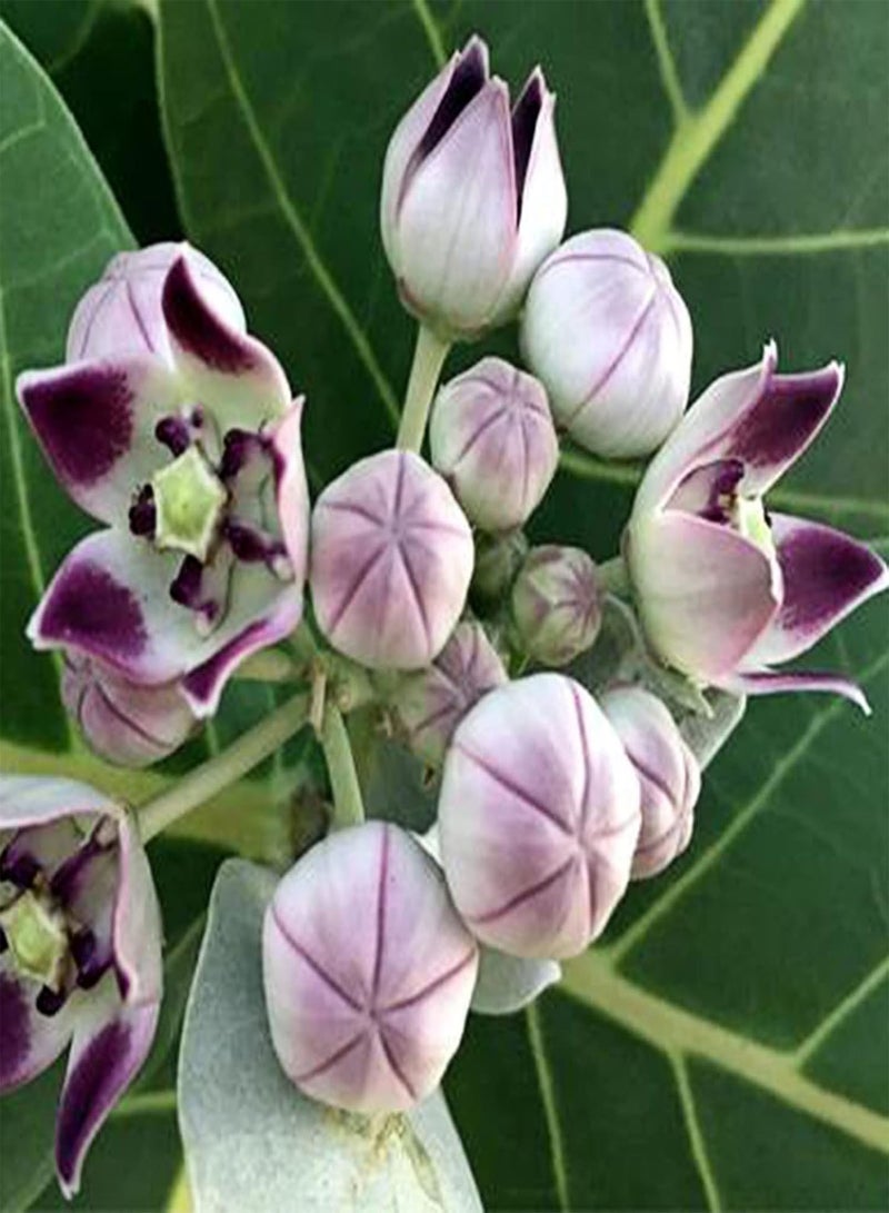 GGOOT 10Pcs/Bag Calotropis Gigantea Seeds Non-GMO Flowering Compact High Germination Giant Milkweed Seeds for Yard Plant Garden Seeds Calotropis gigantea Seeds - Image 1