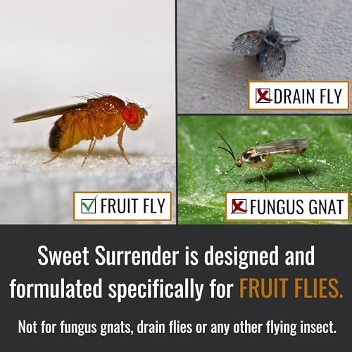 Dr. KILLIGAN'S Dr. Killigan’s Fruit Fly Refill Liquid - Long-Lasting 24-Week Protection, Works with Apple Traps, Pet-Friendly and Safe for Everyday Family Use, Made in USA (16 oz) - Image 2