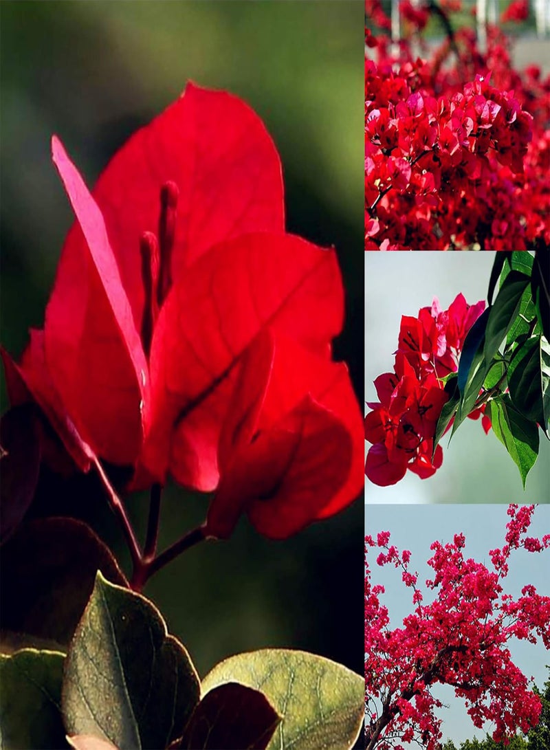 GGOOT 20Pcs Red Bougainvillea Flower Seeds Ornamental Plant Garden Yard Decoration - Red Bougainvillea Seeds - Image 1