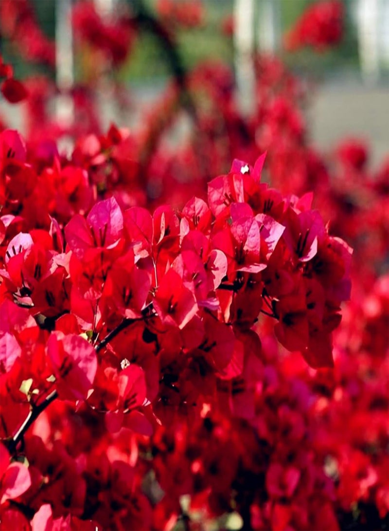 GGOOT 20Pcs Red Bougainvillea Flower Seeds Ornamental Plant Garden Yard Decoration - Red Bougainvillea Seeds - Image 3
