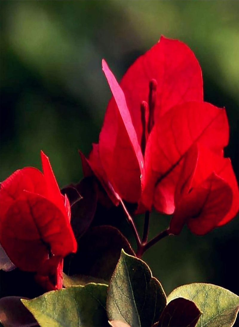 GGOOT 20Pcs Red Bougainvillea Flower Seeds Ornamental Plant Garden Yard Decoration - Red Bougainvillea Seeds - Image 4