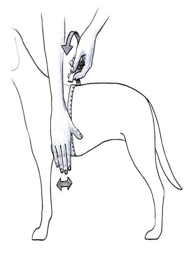 جوليوس كيه 9 حزام K9 Powerharness، المقاس: صغير 1، لون كيوي - Image 3