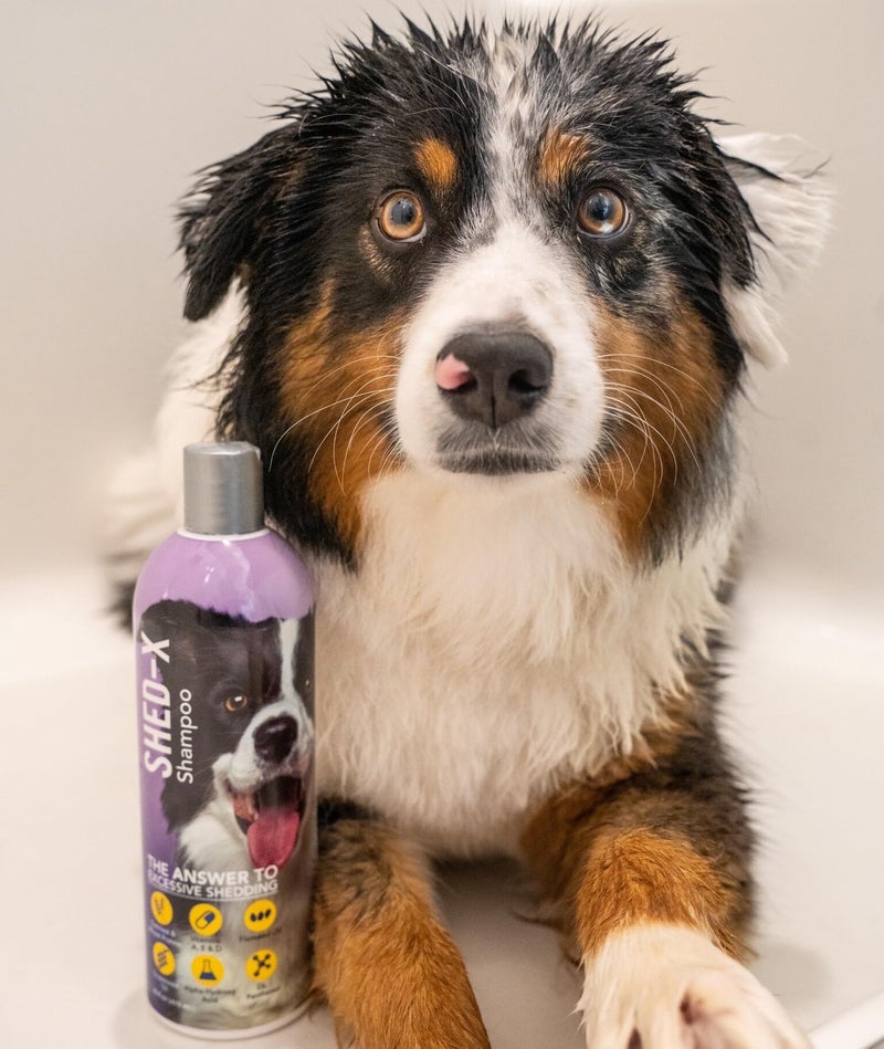SynergyLabs Shed-X Shed Control Shampoo for Dogs, 16 oz â€“ Reduce Shedding â€“ Shampoo Infuses Skin and Coat with Vitamins and Antioxidants to Clean, Release Excess Hair, and Exfoliate - Image 5