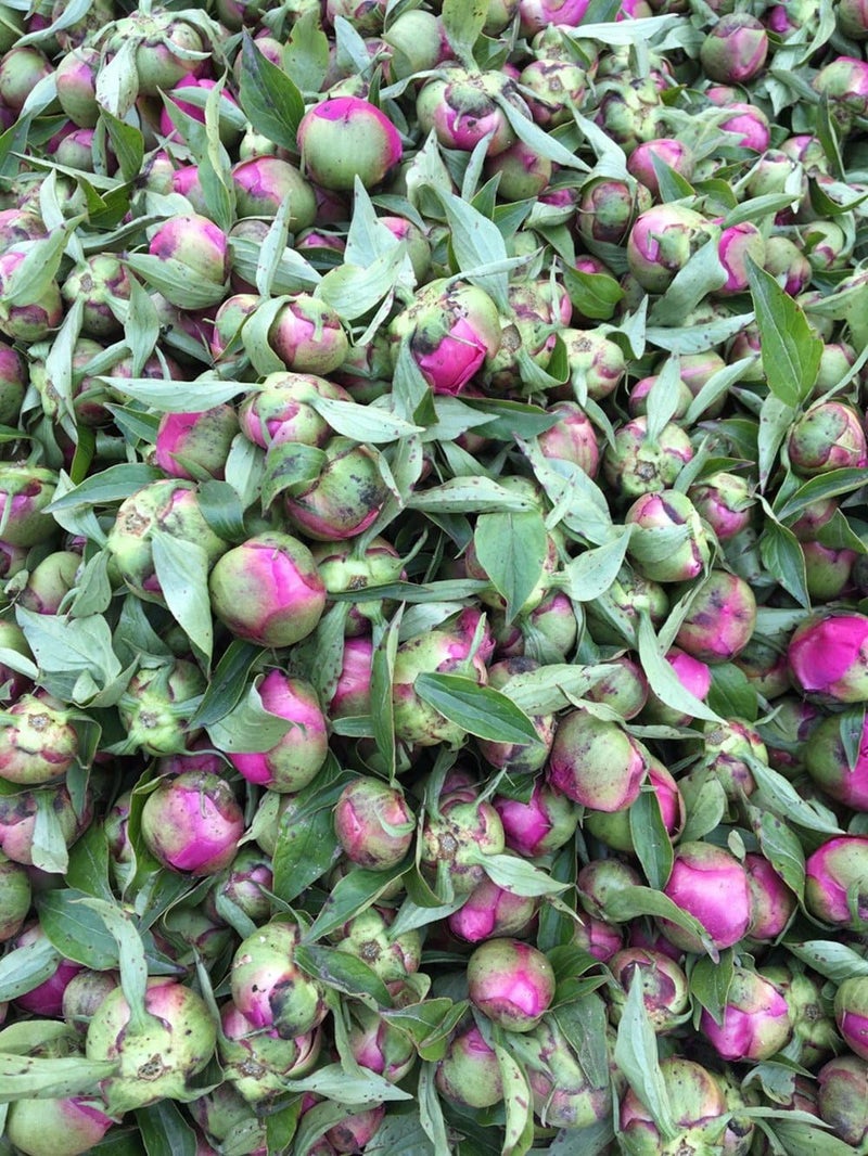 TooGet Natural Dried Peony Flowers - 4 OZ - Image 4