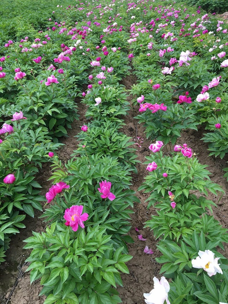 TooGet Natural Dried Peony Flowers - 4 OZ - Image 3
