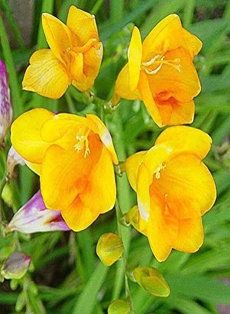 GGOOT 4pcs Freesia seeds for Planting Rare Varieties Pleasant Aroma Outdoor Courtyard Terrace Natural Growth Popular Spring Flowering seeds - Image 1