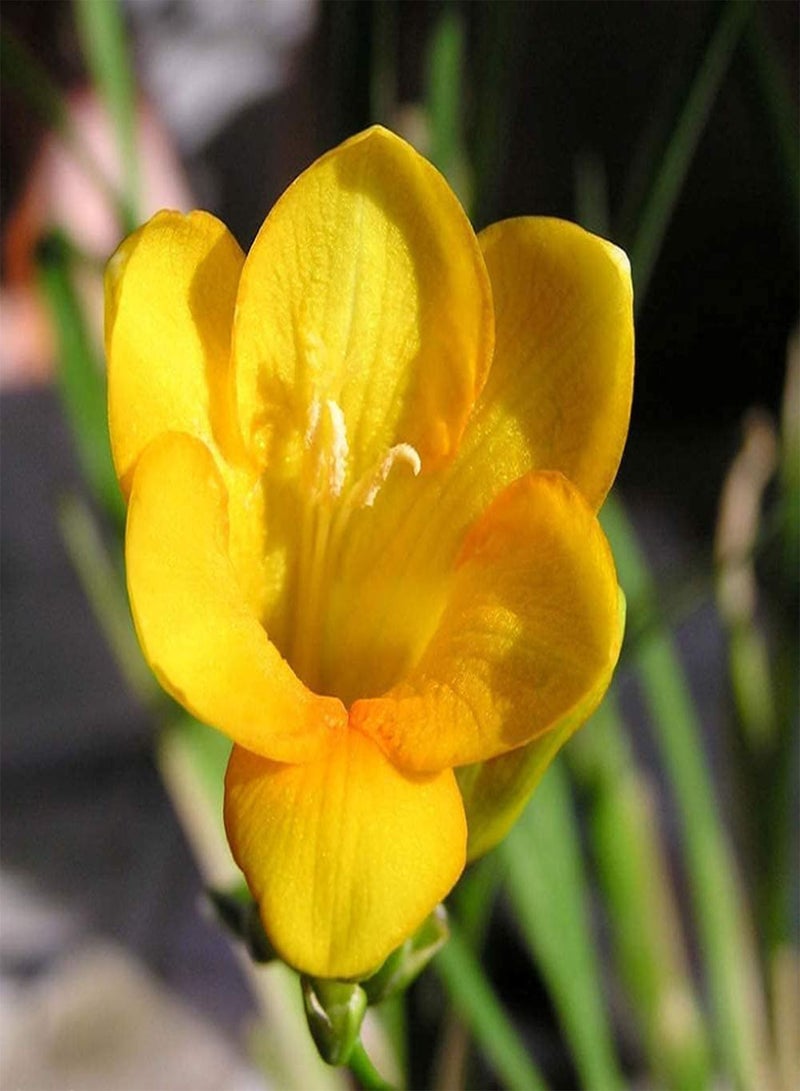 GGOOT 4pcs Freesia seeds for Planting Rare Varieties Pleasant Aroma Outdoor Courtyard Terrace Natural Growth Popular Spring Flowering seeds - Image 3