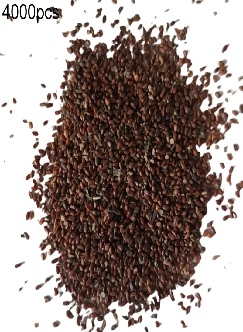 جي جوت عبوة ضخمة من بذور زهرة البنفسج (200/400 قطعة) | حديقة منزلية، شرفة، زراعة، شتلات، نباتات، بذور زهرة البنفسج (400 قطعة) - Image 4