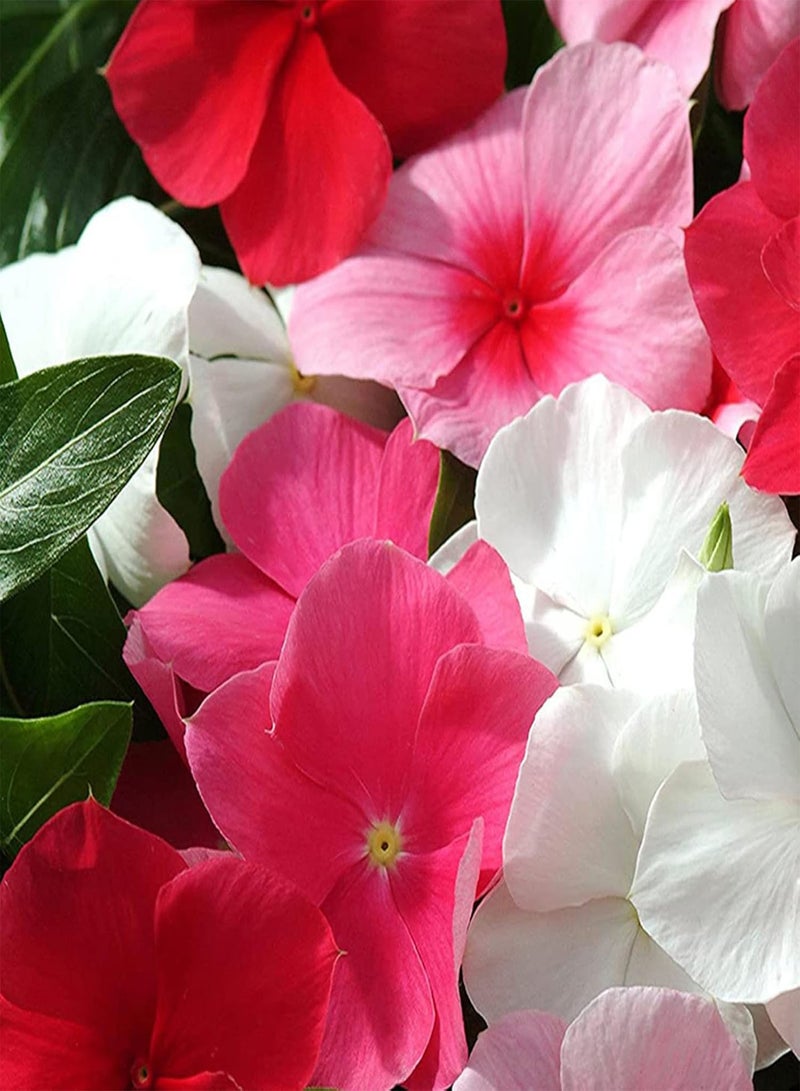 جي جوت عبوة ضخمة من بذور زهرة البنفسج (200/400 قطعة) | حديقة منزلية، شرفة، زراعة، شتلات، نباتات، بذور زهرة البنفسج (400 قطعة) - Image 1