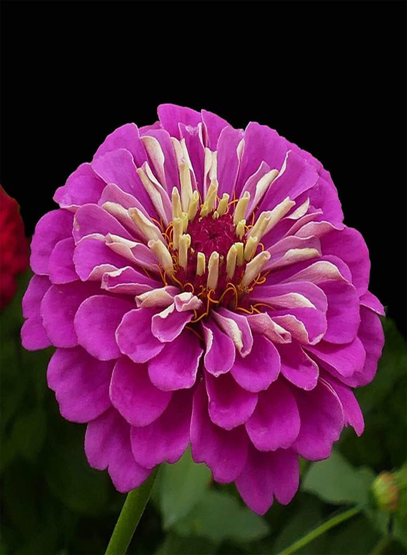 جي جوت 200 قطعة من بذور الزينيا ذات الزهور الأرجوانية النادرة للزراعة في الحدائق الداخلية والخارجية، وتتميز المناظر الطبيعية الفريدة للحدائق بقيمة زخرفية - Image 1