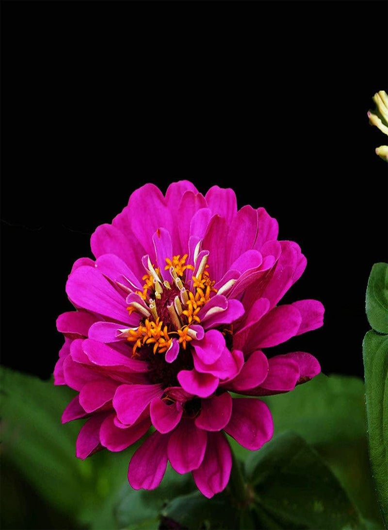 جي جوت 200 قطعة من بذور الزينيا ذات الزهور الأرجوانية النادرة للزراعة في الحدائق الداخلية والخارجية، وتتميز المناظر الطبيعية الفريدة للحدائق بقيمة زخرفية - Image 2