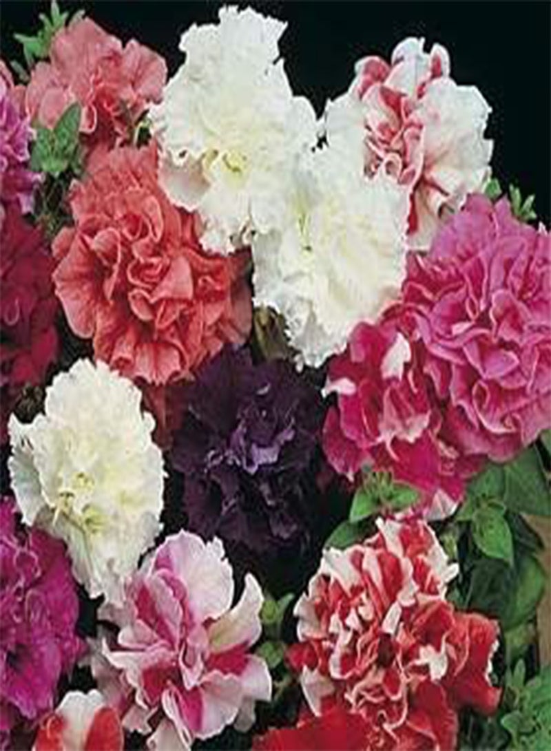 جي جوت بتونيا - مزيج متعدد الأزهار مزدوج الفطيرة PL 100 بذرة