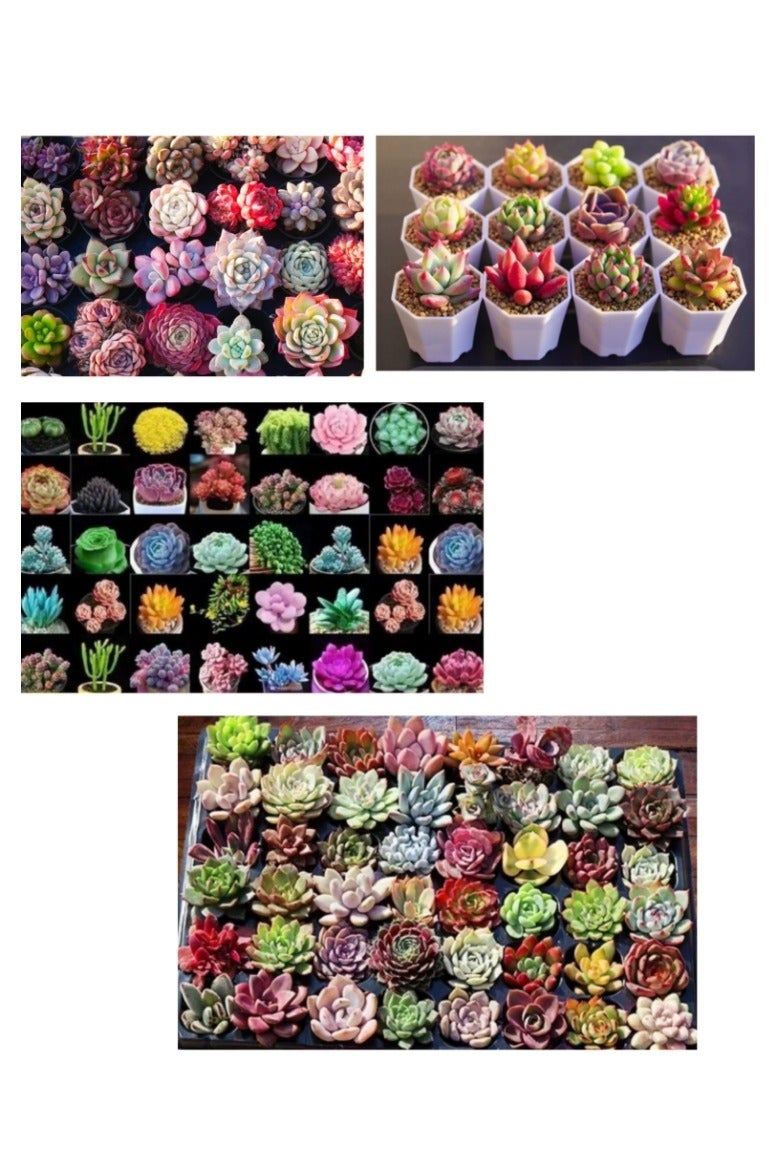 OASIS-TH 500pcs Mix Rare Succulent Seeds for Planting, DIY Bonsai Ornamental Plant Hardy Perennial
