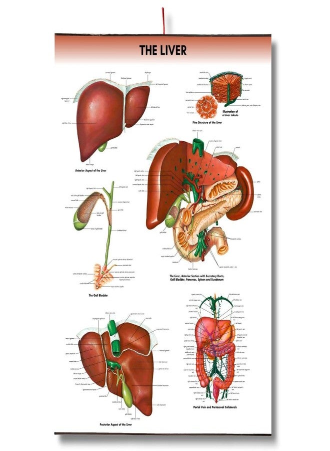 The Liver Chart Anatomy Human Biology poster Medical Student Poster Liver anatomical poster Dermatomes Vital Organs anatomy wall poster - Image 1