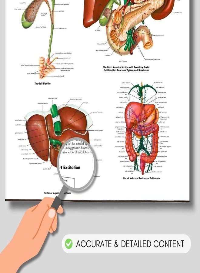 The Liver Chart Anatomy Human Biology poster Medical Student Poster Liver anatomical poster Dermatomes Vital Organs anatomy wall poster - Image 2
