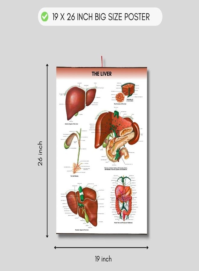 The Liver Chart Anatomy Human Biology poster Medical Student Poster Liver anatomical poster Dermatomes Vital Organs anatomy wall poster - Image 4