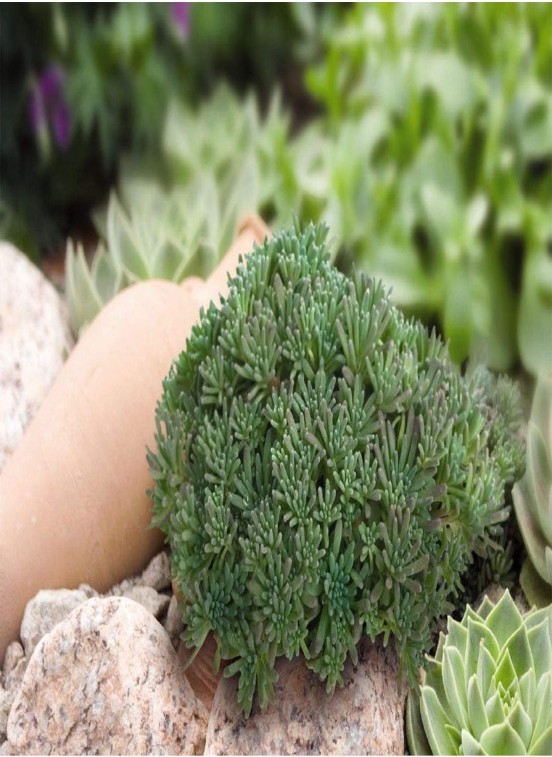 GGOOT Sedum Ruben's Lizard, Easy and Fast to Grow by Heavy Torch, 25 Seeds  - Image 2