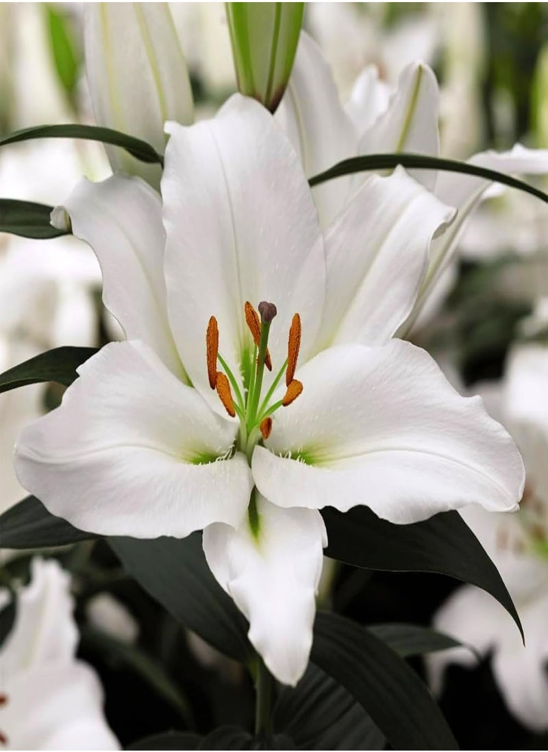 GGOOT - - 12 x Oriental Lily Mount Aspiring Summer seeds - White Highly Scented Lilium Hardy Herbaceous Perennials - Easy to Grow Large Flowers - Planting in Outdoor Borders, Beds & Containers - Image 1