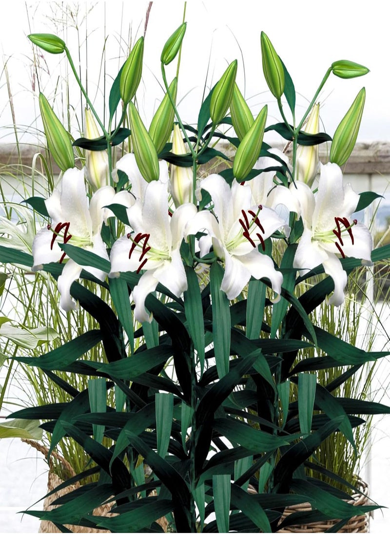 GGOOT - - 12 x Oriental Lily Mount Aspiring Summer seeds - White Highly Scented Lilium Hardy Herbaceous Perennials - Easy to Grow Large Flowers - Planting in Outdoor Borders, Beds & Containers - Image 1