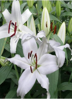 - 12 x Oriental Lily Mount Aspiring Summer seeds - White Highly Scented Lilium Hardy Herbaceous Perennials - Easy to Grow Large Flowers - Planting in Outdoor Borders, Beds & Containers
