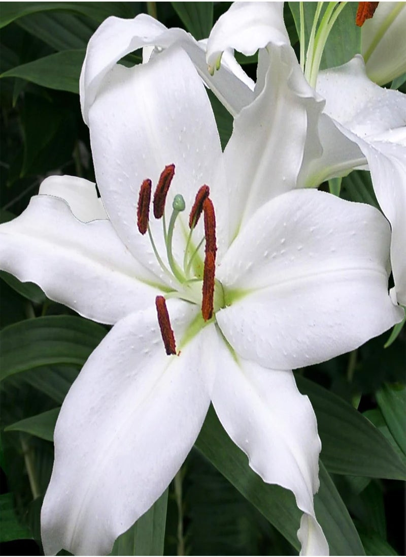 GGOOT - - 12 x Oriental Lily Mount Aspiring Summer seeds - White Highly Scented Lilium Hardy Herbaceous Perennials - Easy to Grow Large Flowers - Planting in Outdoor Borders, Beds & Containers - Image 1