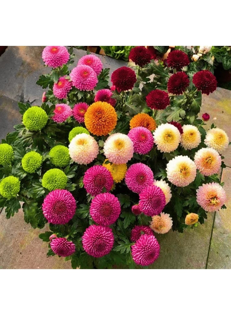 200 قطعة من بذور زهرة الأقحوان الملونة من بينج بونج - Image 1