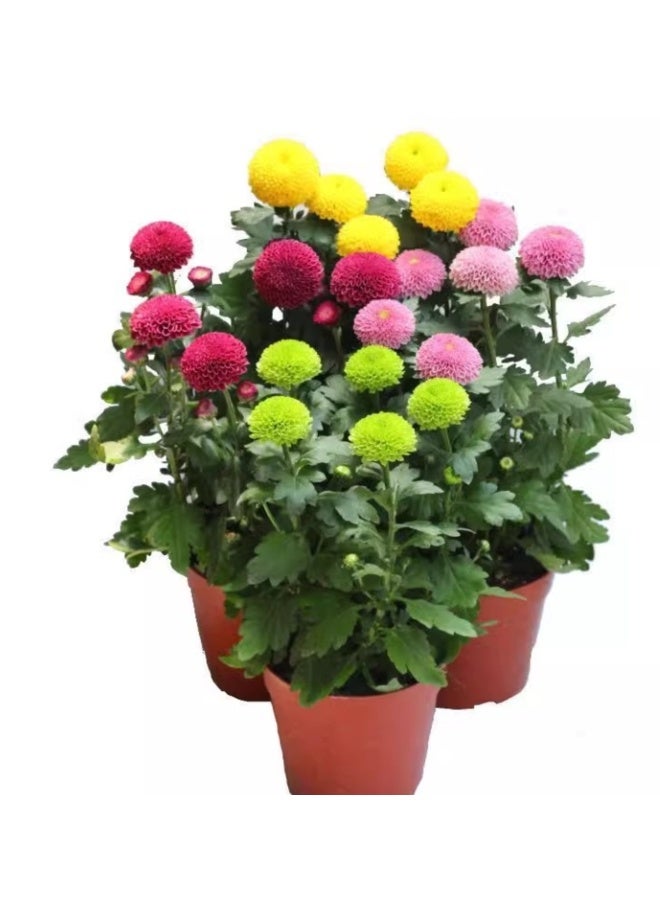 200 قطعة من بذور زهرة الأقحوان الملونة من بينج بونج - Image 2