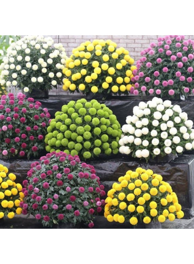 200 قطعة من بذور زهرة الأقحوان الملونة من بينج بونج - Image 3