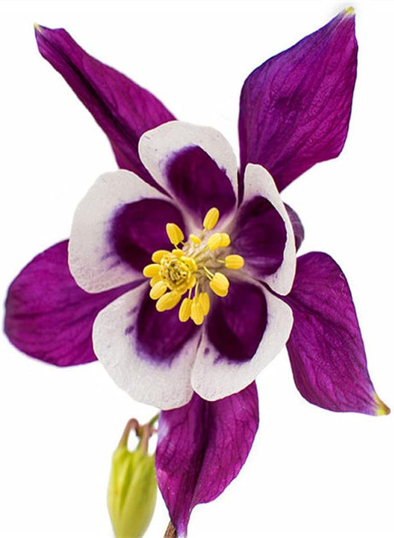 GGOOT 100Pcs Aquilegia Seeds Purple Columbine Flowers Decorate Garden Courtyard Create Beautiful Rural Scenery Has Ornamental Value - Image 2