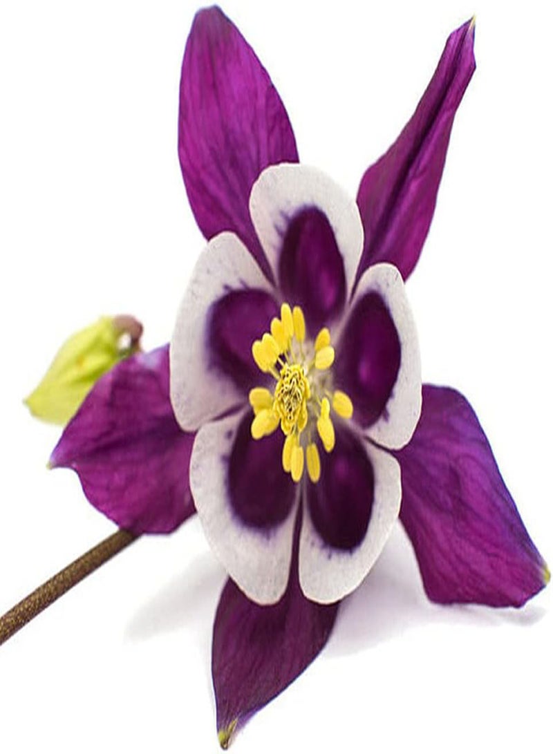 GGOOT 100Pcs Aquilegia Seeds Purple Columbine Flowers Decorate Garden Courtyard Create Beautiful Rural Scenery Has Ornamental Value - Image 1