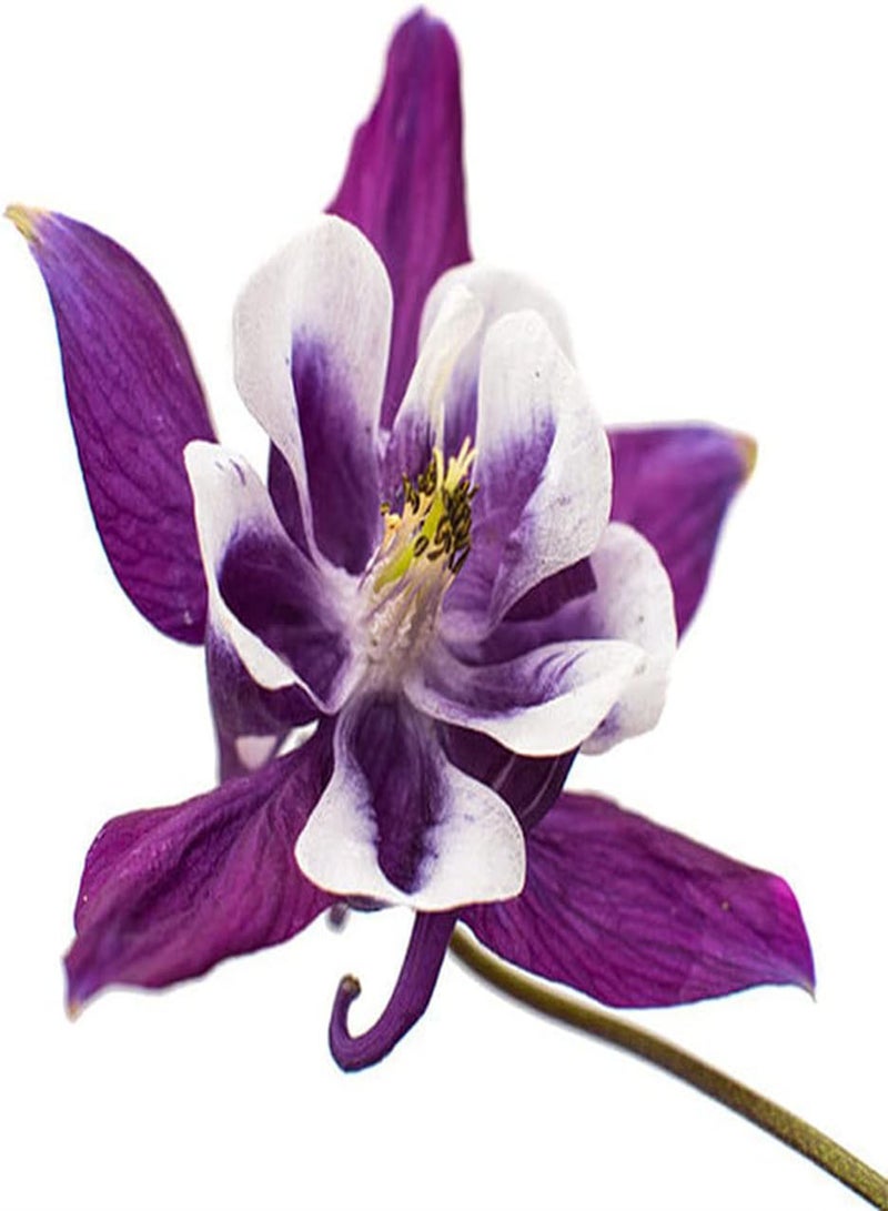 GGOOT 100Pcs Aquilegia Seeds Purple Columbine Flowers Decorate Garden Courtyard Create Beautiful Rural Scenery Has Ornamental Value - Image 3