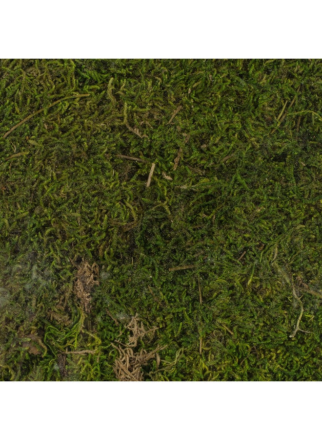 SuperMoss (21512) Preserved Sheet Moss, Fresh Green, 8oz (200 cubic inch) - Image 2