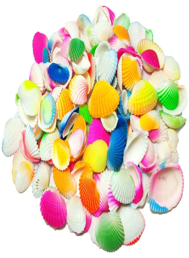 DS1 Multi-Color Shells sippi for Garden Aquarium, Table, vase, Fountain, 250 gm - Image 2