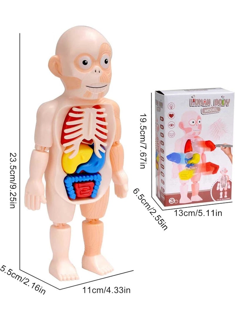 KASTWAVE Human Body Model for Kids, Removable Human Torso Anatomy Model, Preschool Learning Toys, Age 4+, Medical Student Learning, School Education Display (Organs and Limbs)  - Image 4