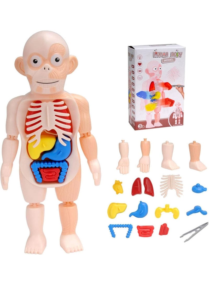 KASTWAVE Human Body Model for Kids, Removable Human Torso Anatomy Model, Preschool Learning Toys, Age 4+, Medical Student Learning, School Education Display (Organs and Limbs)  - Image 2