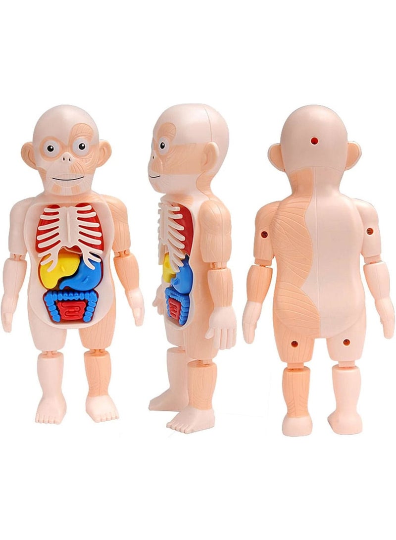 KASTWAVE Human Body Model for Kids, Removable Human Torso Anatomy Model, Preschool Learning Toys, Age 4+, Medical Student Learning, School Education Display (Organs and Limbs)  - Image 5