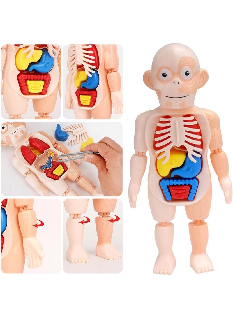 KASTWAVE Human Body Model for Kids, Removable Human Torso Anatomy Model, Preschool Learning Toys, Age 4+, Medical Student Learning, School Education Display (Organs and Limbs)  - Image 3