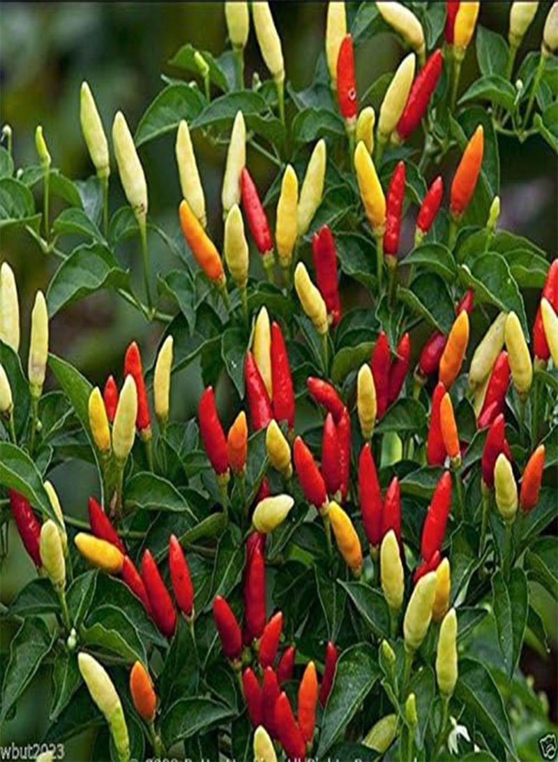 GGOOT Tabasco,   (Capsicum Frutescens) 50 Seeds- Heirloom, Organically Grow - Image 2
