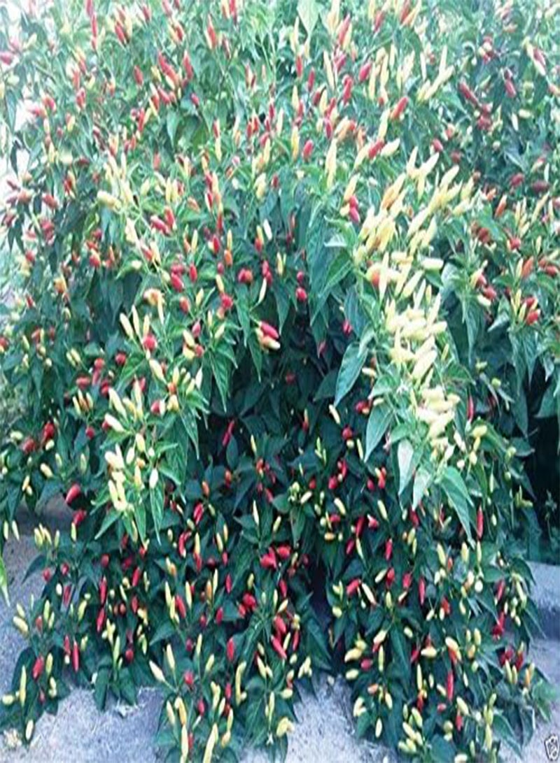 GGOOT Tabasco,   (Capsicum Frutescens) 50 Seeds- Heirloom, Organically Grow - Image 3