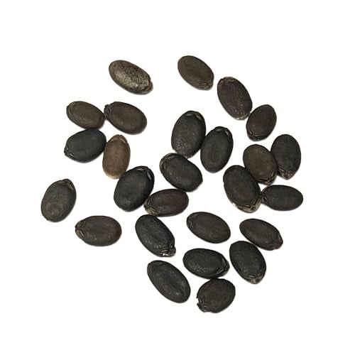 Seed Needs بذور لوفا من Seed Needs لزراعة إسفنج اللوف - بذور خضروات غير معدلة وراثيًا ووراثية وغير معالجة لزراعة حديقة خضروات منزلية في الهواء الطلق (1 عبوة) - Image 5