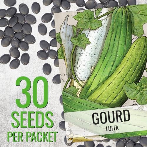 Seed Needs بذور لوفا من Seed Needs لزراعة إسفنج اللوف - بذور خضروات غير معدلة وراثيًا ووراثية وغير معالجة لزراعة حديقة خضروات منزلية في الهواء الطلق (1 عبوة) - Image 2